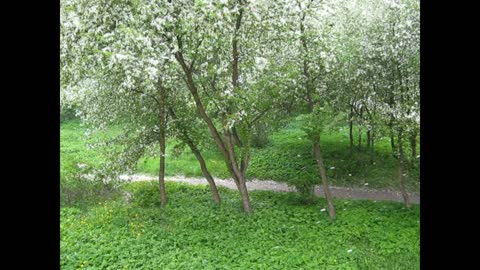 Touching color drops from apple trees