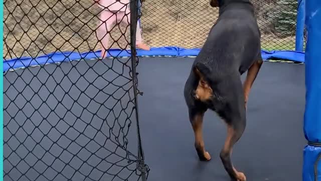 Rottweiler Dog And Little Girl Bounce Around On Trampoline Together