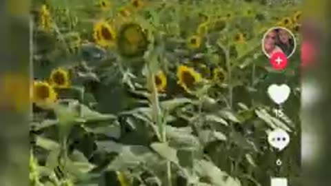 The Sunflowers Are Talking...Are You Listening?