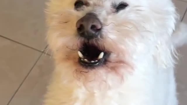 Dog wants to go for a walk