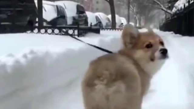 Funniest Animals Videos | Part 2
