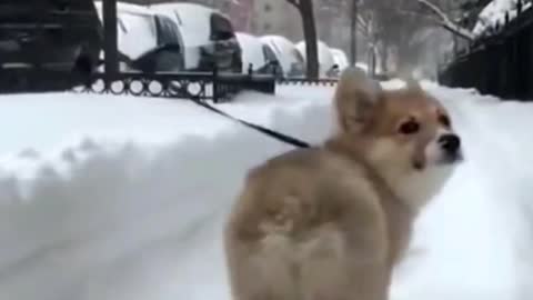 Funniest Animals Videos | Part 2