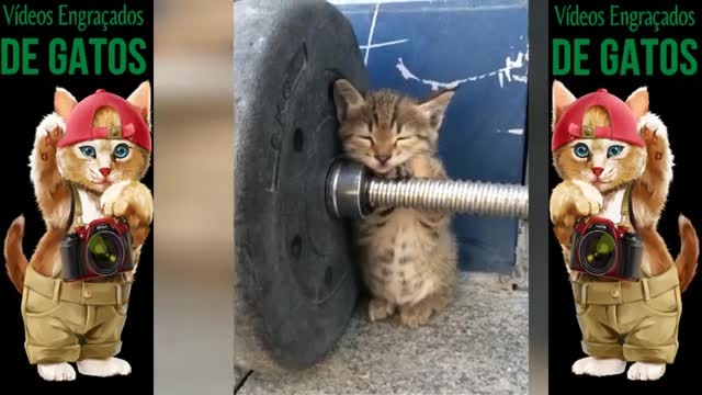 The Funniest Cat Videos #