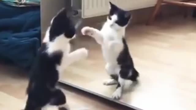 Funny cat and mirror video| funny videos 🤪/video status/