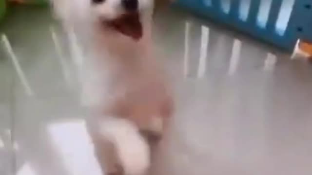 Dog dancing in two legs . So amazing video.