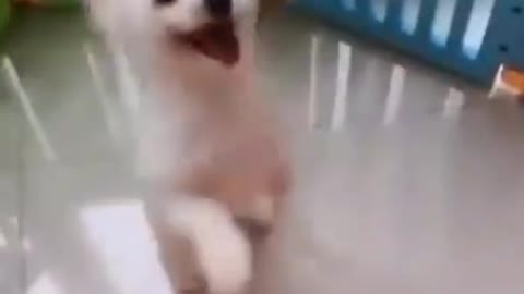 Dog dancing in two legs . So amazing video.