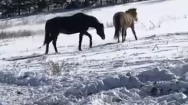 Tango and Jersey being frisky in the snow