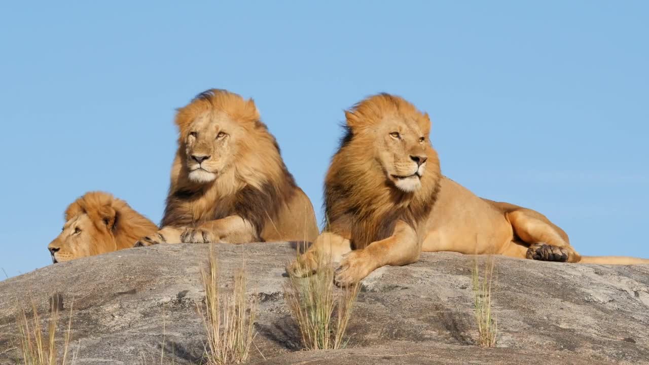 wild lions