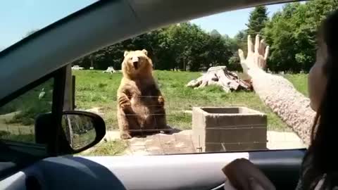 Awesome Catching Skills of Bear 🐻