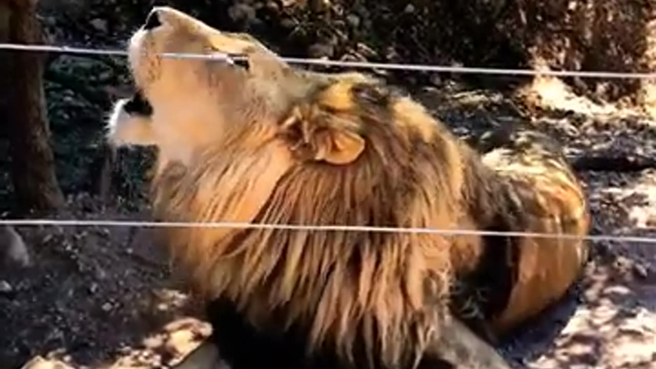 #shorts #youtube #shortsviral #shortsfeed #lion