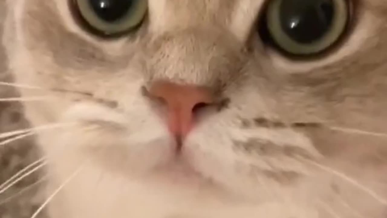 Video Funny Cats 41