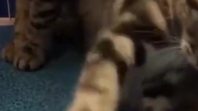 funny to see a cat in slippers!