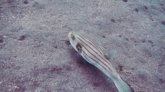 A Striped Fish