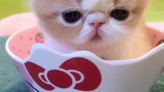 Cute Kitten Baby Short Video πΎπ½