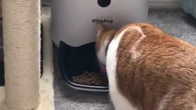 this is how cats love to eat🐈