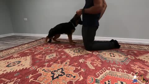 how to train any dog.