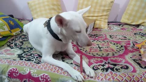 Alia Eating Goodies Energy Dog Treat - #dogtreats #unboxing #shorts #dogshorts