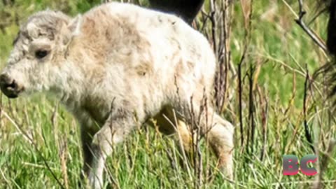 Rare white buffalo at Yellowstone fulfills Native American prophecy
