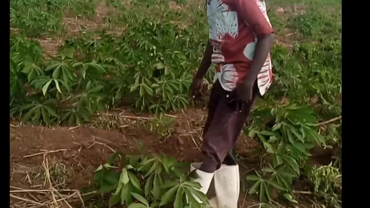 Why you should grow cassava