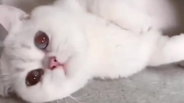 It's my pet, but it's also my friend