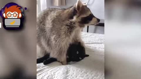 Raccoon and Black Cat Friends Playing Together