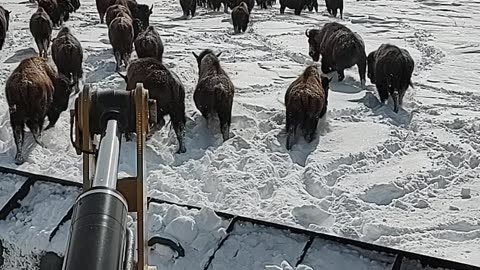 A Bunch Of Bison Block The Way