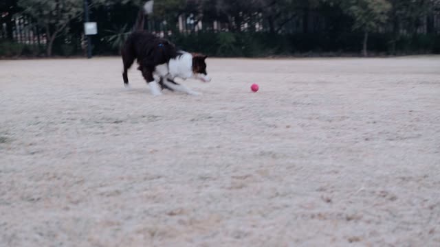 dog playing ball
