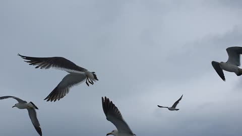 Seagulls on the sea