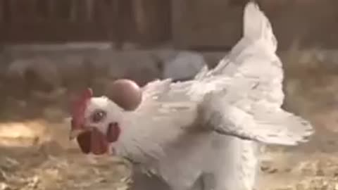 smart chicken