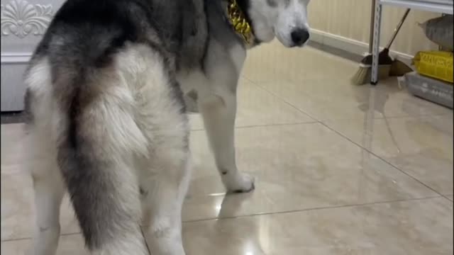 Make fun of Husky