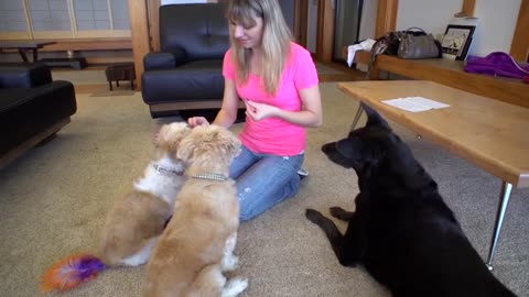 Positive Reinforcement Dog Training