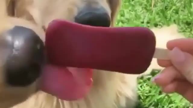 Watch out middle golden so funny ice cream eating