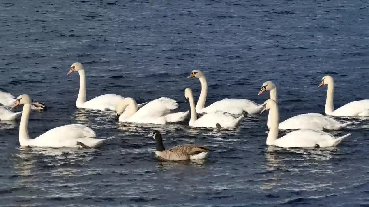 4k_ A beautiful flock of ducks swimming in water|| Free video||