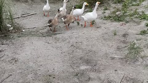 Ducks in kashganj lack