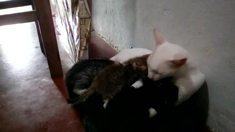 Gato cuida dos filhos após a mãe deles morrer