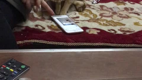 Cute Cat Plays on Smartphone