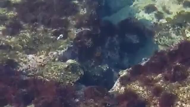 a puffer fish that wants to eat as much lure as body