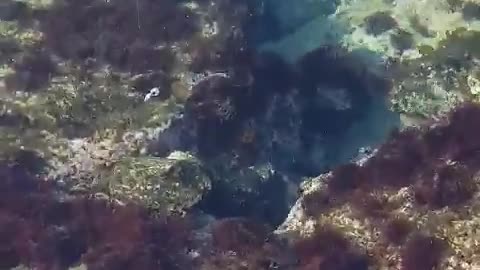 a puffer fish that wants to eat as much lure as body