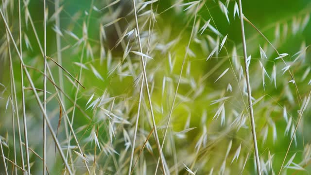 Field and wind