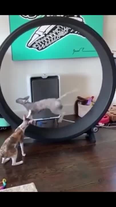 THE CUTEST AND FUNNIEST ANIMALS : #funny #animals #pet #shorts