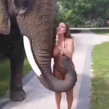 Elephant likes Boobs