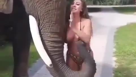 Elephant likes Boobs