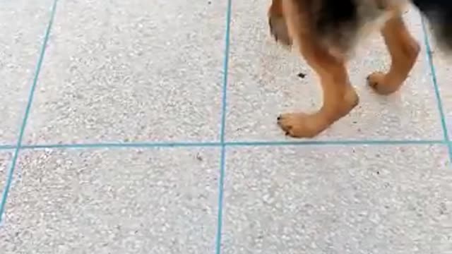 Fun with the black dog of memories