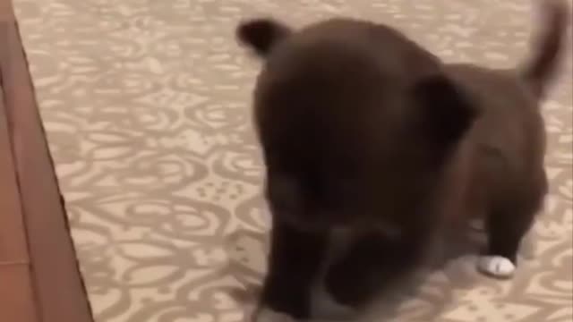 Cutest puppies p2 #short