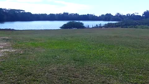 Birds at lake side