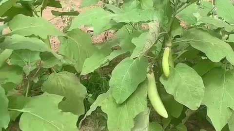 Green eggplant is delicious. Have you ever eaten it?