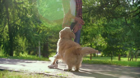 Boy Playing With His Dog, Different life in the world