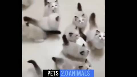 Cute Cats Funny Videos