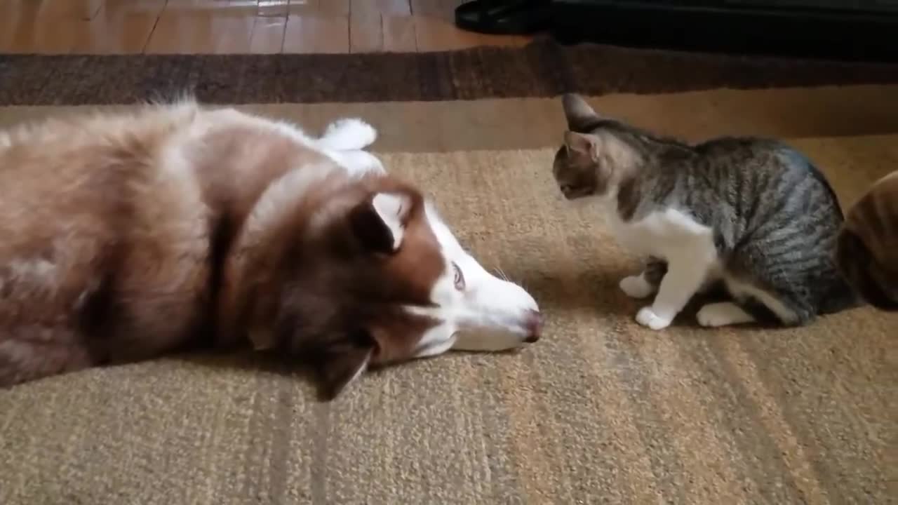 Socialization - puppy and kitten