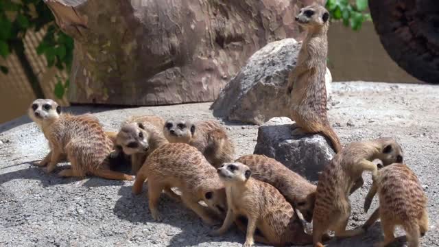 Enormous animals family